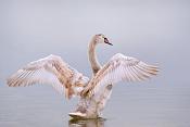knobbelzwaan (Cygnus olor) 1-2017 4561